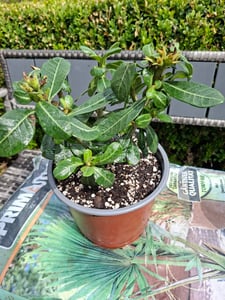 Wüstenrose - Adenium obesum 'Pink Star' - Höhe 30-45cm - ⌀13cm Kunden-Foto 3