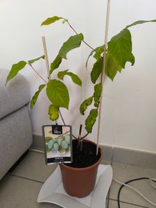 Asimina triloba „Sunflower“ 40–60 cm – indiánský banán Papau – mrazuvzdorná exotická ovocná rostlina – jedlé plody – samosprašná – vytrvalá v To Fotografie od zákazníka č. 2