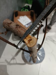 Zakrslá nektarinka Prunus persica nucipersica kmen 100-120 cm - zakrslý ovocný strom, nektarinka do zahrady a květináče Fotografie od zákazníka č. 2