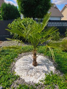 XXL Palme Stammhöhe 40-50 cm winterhart 160-180 cm Trachycarpus fortunei, Hanfpalme, Kunden-Foto 36