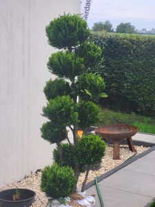 Gartenbonsai – Chamaecyparis lawsoniana ‘Stardust’ – Höhe 150–160 cm inkl. Topf – handgeformte  Scheinzypresse Kunden-Foto 2