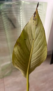 BALDUR Garten 1x Winterharte Banane 'grün', Pflanze im 12 cm-Topf, Faserbanane Bananenbaum Musa basjoo Bananenpflanze, mehrjährige winterharte Staude, Bananen-Früchte essbar Kunden-Foto 7