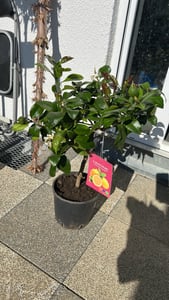 Grünwaren: echter Zitronenbaum 70 - 100 cm Zitrone Citrus Limon Zitruspflanze Kunden-Foto 3