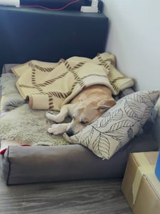 Pelíšek pro psy "Glamour" - XXL 116×78 cm - a pohodlný | pelíšek pro psy, polštář pro psy, pelíšek pro zvířata, košík pro psy | Doggy Fotografie od zákazníka č. 1
