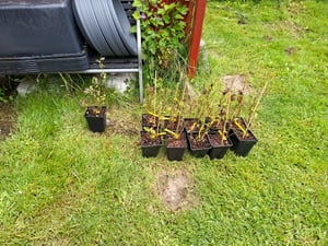 BALDUR Garten 1x Maulbeere Pakistan Red, Pflanze im 9 cm-Topf, Morus macroura, winterhart, mehrjährig, reiche Ernte an essbaren Früchten, Obst-Rarität, 7-8 cm lange Früchte Kunden-Foto 1