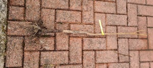 BALDUR Garten 1x Winterharte Kaki, Sharon-Frucht, Pflanze im 2 Liter-Topf, Diospyros kaki, exotische Obst-Pflanze, Früchte essbar, saftig-süßes Fruchtfleisch, Aroma von Birne & Aprikose Kunden-Foto 6