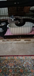 SucceBuy Parc pour chiens avec 8 panneaux, hauteur 61 cm, parc pliable en métal avec coussin de sol et piquets de terre, clôture pour cage à chiots pour l'intérieur et l'extérieur, niche pour animaux domestiques de petite et moyenne taille, parfait pour le camping, la ferme Photo du client 5