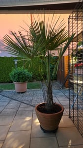 XXL Palme Stammhöhe 40-50 cm winterhart 160-180 cm Trachycarpus fortunei, Hanfpalme, Kunden-Foto 22
