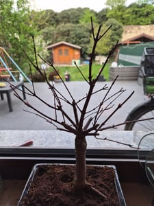 Bonsai - Bonsai baum Japanischer Fächerahorn - Acer (Ahorn) Deshojo bonsai bäume/Japanische Ahorne/mit roten Blättern/baum ist 30-35 cm hoch Kunden-Foto 1