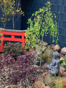 Trauerbirke Betula pendula youngii Hängebirke Stammhöhe 60 - 80 cm Kunden-Foto 1
