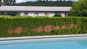 DE InstaGreen farba na živé ploty a trávniky, farba: sýta zelená, objem: 500 ml Fotografia od zákazníka č. 1