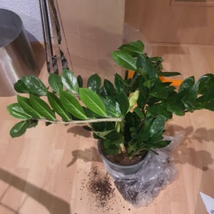 Glücksfeder Zamioculcas 85cm Zimmerpflanze Kunden-Foto 2
