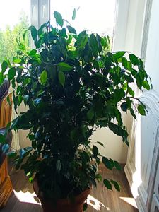 Birkenfeige Ficus Benjamina Exotica, 130–150 cm – Veľká izbová rastlina, ficus čistíaci vzduch, nenáročná zelená rastlina vhodná do kancelárie a domácnosti Fotografia od zákazníka č. 3