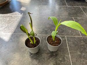 Bananowiec - 3 szt - Musa basjoo - Wysokość 25-40cm - ⌀9cm Zdjęcie produktu od klienta nr 5