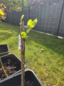 BALDUR Garten 1x Frucht-Feige Rouge de Bordeaux, Pflanze im 2 Liter-Topf, Ficus carica, Feigenbaum winterhart (bis minus 15 °C), pflegeleicht, für Standort in der Sonne geeignet Kunden-Foto 1