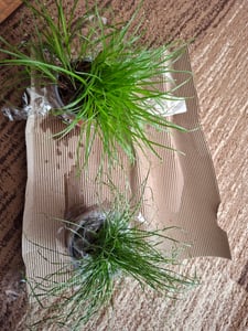 Kattenkruid - Cyperus alternifolius - ter ondersteuning van de spijsvertering bij katten Klantenfoto 1