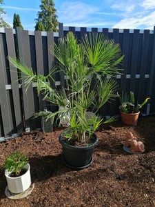 Zwergpalme 130–160 cm winterhart – Chamaerops humilis, mediterrane Gartenpalme für Terrasse & Balkon, robuste Europäische Palme Kunden-Foto 5