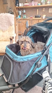 PawHut Hundebuggy mit Reflektoren, Faltbarer Katzenbuggy für Kleine Mittle Hunde Kunden-Foto 8