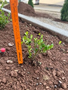 BALDUR Garten 2x Winterharte Zwerg-Hortensien 'Koreana', im 9x9 cm-Topf, Hydrangea marcrophylla, Bodendeckerpflanzen winterhart, pflegeleicht, für Standort im Schatten geeignet, blühend Kunden-Foto 1