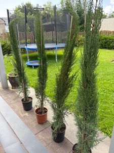 6x Mittelmeerzypresse 160 cm Säulen Toskana Zypressen Zypresse Cupressus Semper. Kunden-Foto 1