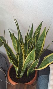 Sansevieria trifasciata Laurentii 80 cm Bogenhanf bessere Raumluft Zimmerpflanze Kunden-Foto 2