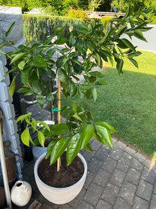 Arancio Citrus Sinensis Valencia 120-140 cm - arancio per giardino e balcone, frutta fresca, resistente, facile da curare, ideale per frutteto fai da te Foto del cliente 1