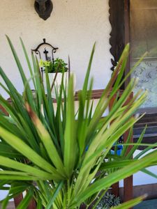 sada 2 mrazuvzdorných trpasličích paliem 70-90 cm Chamaerops humilis Jeden z najchladnejšie tolerantných druhov paliem v Európe Fotografia od zákazníka č. 8