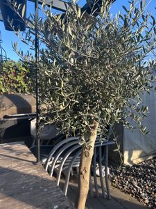 Olivenbaum Olive "Angebot" 150 - 180 cm, beste Qualität, winterhart, Olea Europaea Kunden-Foto 64