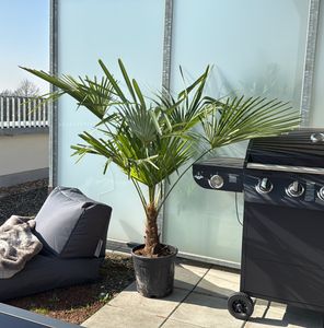 XXXXL 210 - 230 cm Trachycarpus fortunei Hanfpalme, winterharte Palme bis -18°C Kunden-Foto 10