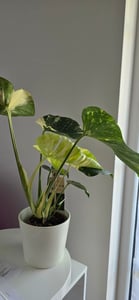 Monstera Deliciosa variegata, altezza 40-50 cm | Rara pianta da interno variegata | Rarità | Esotica pianta della famiglia delle Monstera Foto del cliente 4