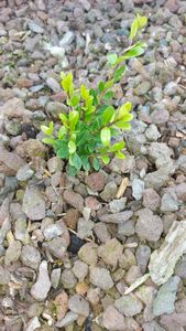 Ilex 'Crenata' 20-25 cm - Stechpalme Heckenpflanzen - Idealer Buchsbaum-Ersatz Kunden-Foto 2