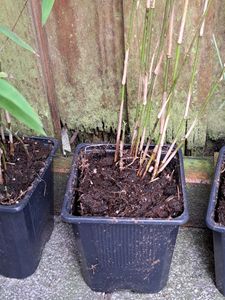 4 x Schwarzer Bambus - Fargesia nitida Black Pearl - ideal für Hecken und Kübel Kunden-Foto 1
