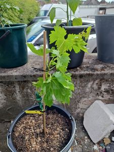 BALDUR Garten 1x Weinreben Datteltraube 'Souvenir®' , Vitis vinifera, Im 10 cmTopf, winterhart, Wasserbedarf gering, selbstfruchtend, reiche Ernte an essbaren Früchten Kunden-Foto 2