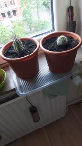 Set mini cactus 10 piante 10-15 cm – Piante da appartamento in vaso – facili da curare e decorative Foto del cliente 5