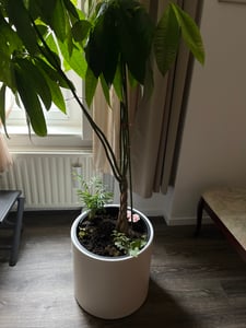 Fioriera elegante con superficie liscia e base conica rialzata - Disponibile in più colori Foto del cliente 10