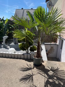 3 Stück XXL Palme winterhart 200-220 cm Trachycarpus fortunei, Hanfpalme, Kunden-Foto 3