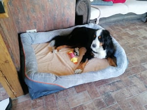 WISFOR Orthopädisch Hundebett Hundesofa Hundecouch Hundekissen große Hunde Schlafplatz, wasserfest waschbar Bezug abnehmbar L: 100x75x19cm Kunden-Foto 4