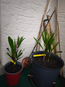BALDUR Garten 2x Winterharte Kübel-Palme, Pflanzen im 13 cm-Topf, Chinesische Hanfpalme, Freilandpalme, Gartenpalme, Trachycarpus fortunei frosthart, pflegeleicht, Wasserbedarf gering Kunden-Foto 1