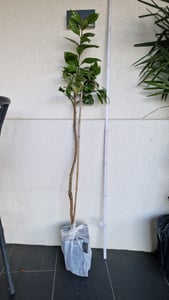 Citrus limon Femminello Siracusano – drzewko cytrynowe 120–160 cm – cytryna prawdziwa, śródziemnomorska roślina doniczkowa na balkon i taras Zdjęcie produktu od klienta nr 1