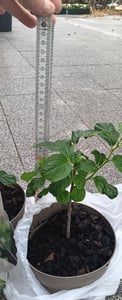 Asimina triloba „Sunflower“ 40–60 cm – indiánský banán Papau – mrazuvzdorná exotická ovocná rostlina – jedlé plody – samosprašná – vytrvalá v To Fotografie od zákazníka č. 8