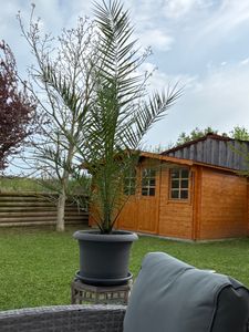 Palme XXL 180 cm Phoenix canariensis, kanarische Dattelpalme, winterhart Kunden-Foto 6