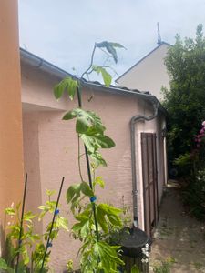 Set van 4 passievruchtplanten – Passiflora edulis 'Frederik' – hoogte 30-45 cm – in pot van 9 cm Klantenfoto 1