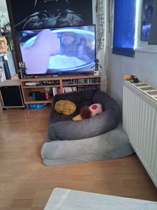 Indoor Fussball - Hunde Bälle - Hundespielzeug - Spielzeug - 23 cm Durchmesser Kunden-Foto 2