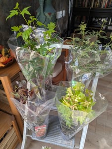 Japanischer Ahorn - 4 Stk - Acer palmatum - Höhe 25-40cm - ⌀11cm Kunden-Foto 2