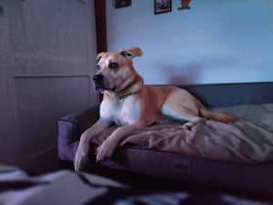 Pelíšek pro psy "Glamour" - XXL 116×78 cm - a pohodlný | pelíšek pro psy, polštář pro psy, pelíšek pro zvířata, košík pro psy | Doggy Fotografie od zákazníka č. 3