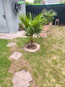 Trachycarpus fortunei Hanfpalme 140-160 cm Höhe Freilandzucht. Frosthart bis -18 Kunden-Foto 1