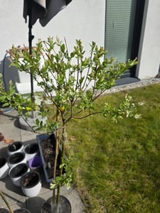 BALDUR Garten 1x Salix-Stämmchen Hakuro Nishiki, Pflanze im 3 Liter-Topf, Flachwurzler, winterhart, mehrjährig, Salix integra, Zierstämmchen, Harlekin-Weide, auffälliges Laub Kunden-Foto 1