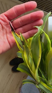 Dracaena deremensis Lemon Lime, im 17cm Topf, Drachenbaum, Höhe ca. 60cm Kunden-Foto 2
