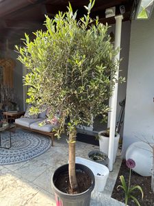 Olivenbaum Olive "Angebot" 150 - 180 cm, beste Qualität, winterhart, Olea Europaea Kunden-Foto 30