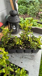 Ilex 'Crenata' 20-25 cm - Stechpalme Heckenpflanzen - Idealer Buchsbaum-Ersatz Kunden-Foto 13